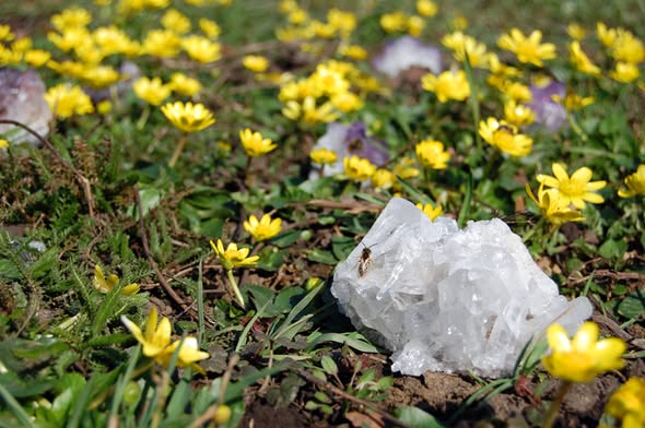Žlté kvety blyskáča jarného v záhrade – prvá jarná paša pre včely