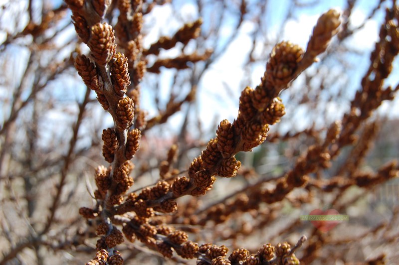 Samčia rastlina rakytníka na jar – väčšie husté púčiky pripomínajúce šištičky