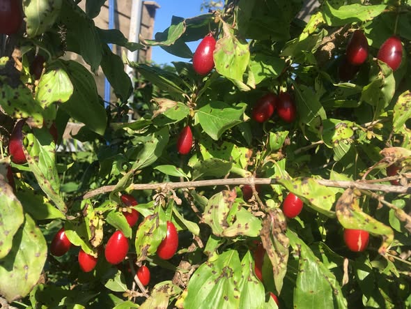 Žlté kvety drieňa obyčajného na konároch bez listov – skorá jar