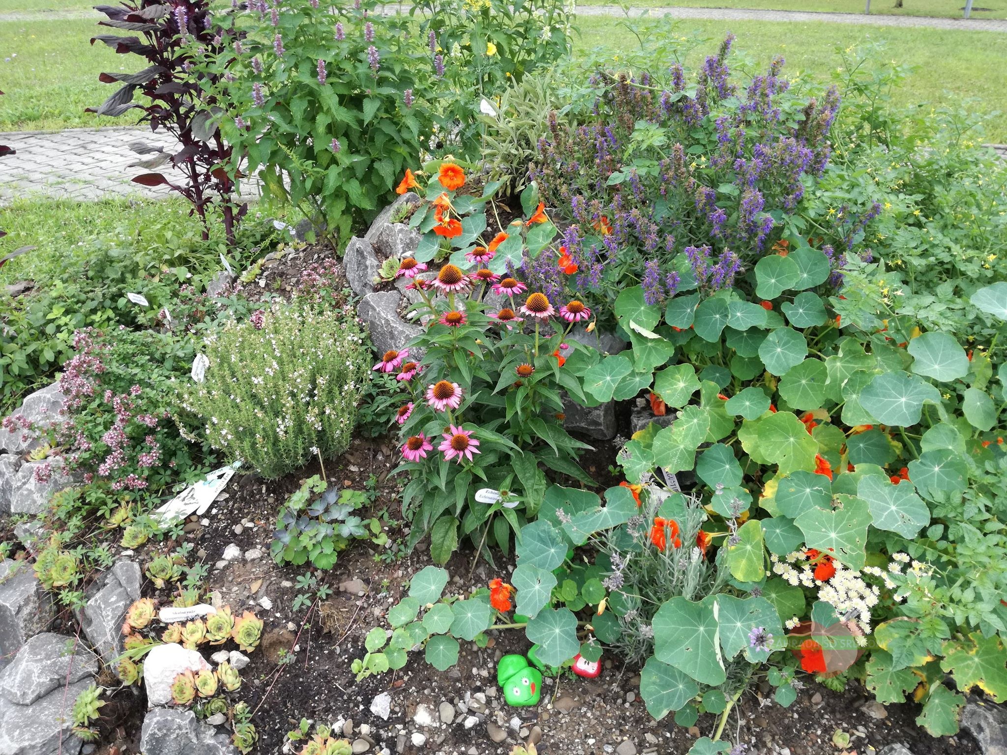 Komunitná záhrada s bylinkou špirálou vytvorená spolu s klientmi zariadenia