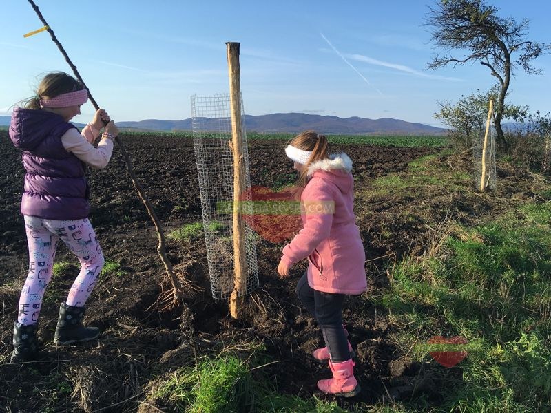 Komunitná výsadba ovocnej aleje v Malom Ruskove. Obnova krajiny, biodiverzita, výber odolných drevín a starostlivosť o stromy v praxi.
