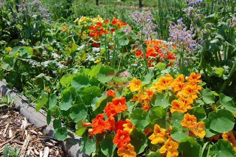 prírodná záhrada Malý Ruskov jedlý les regenerácia pôdy